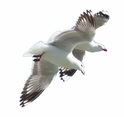 a pair of seagulls flying